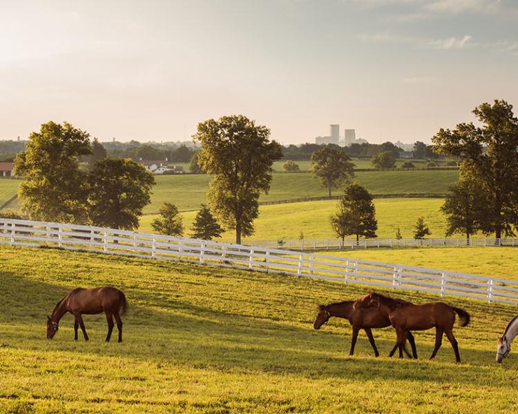 Horses grazing on a Kentucky horse farm, with the Lexington skyline in the distance