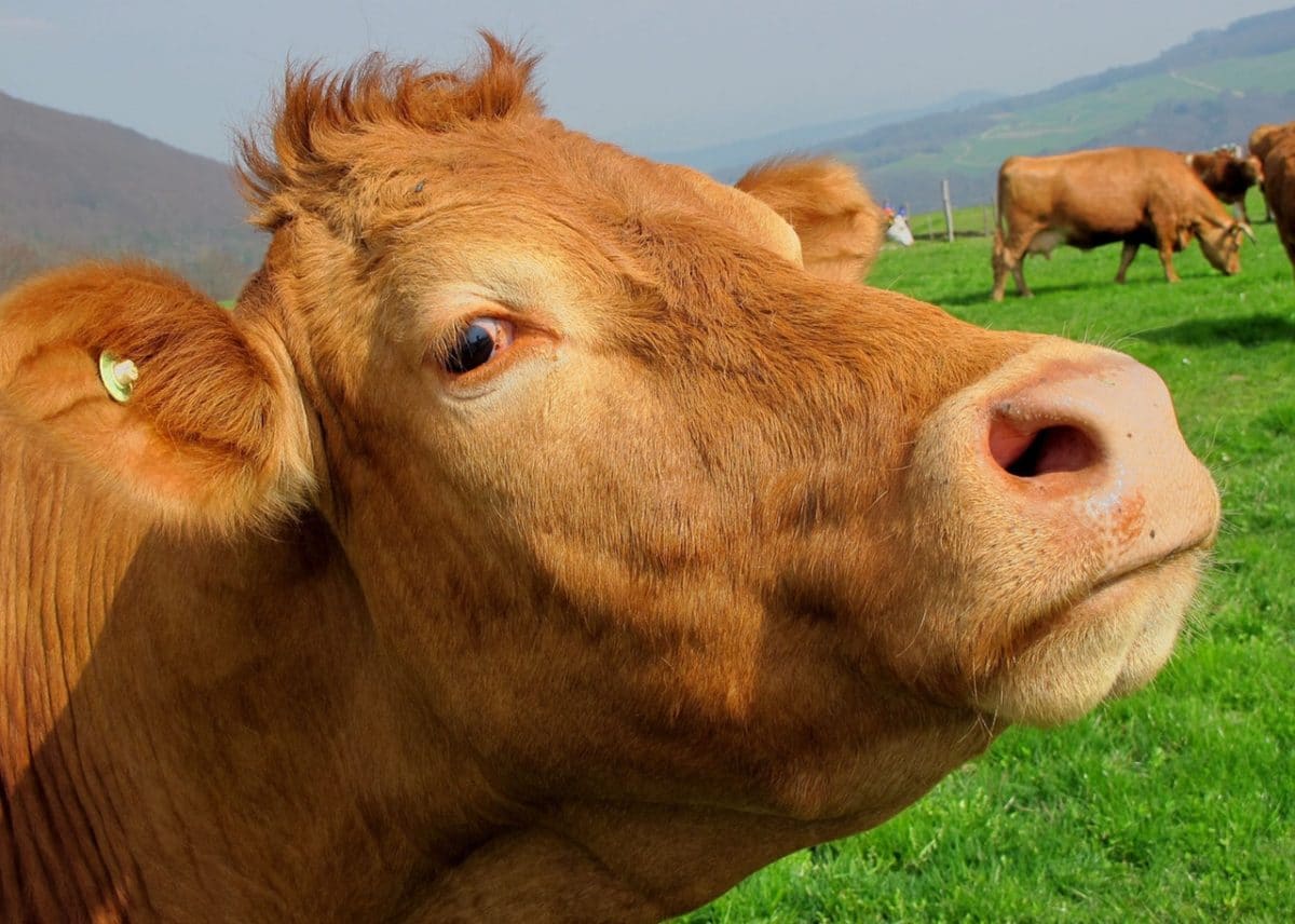 Close-up of a brown cow looking at the camera in a green pasture