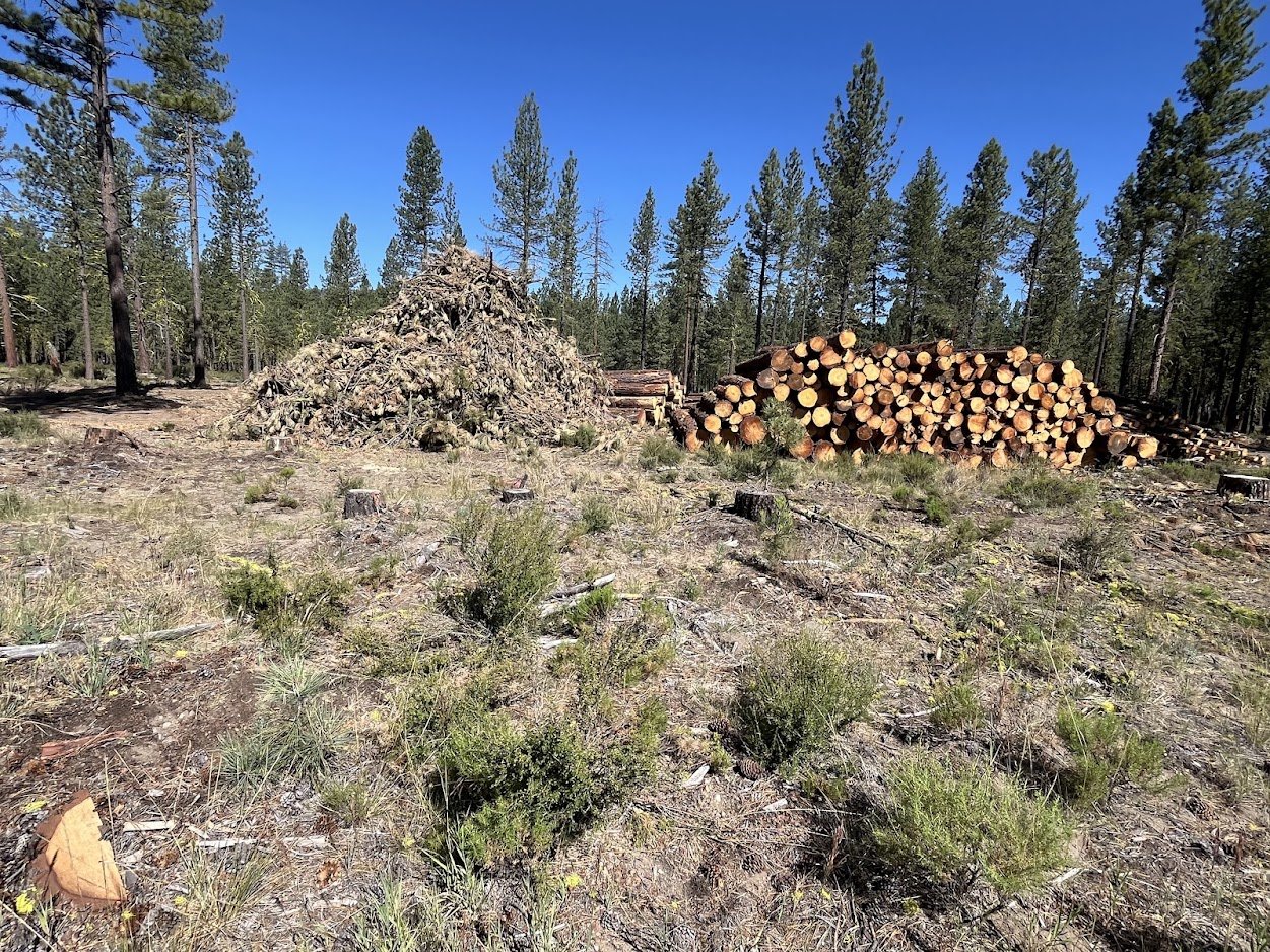 Slash piles and a stacked cord of thinned logs in a Sierra Nevada pine forest, part of a fuel-reduction project undoing a century of fire suppression