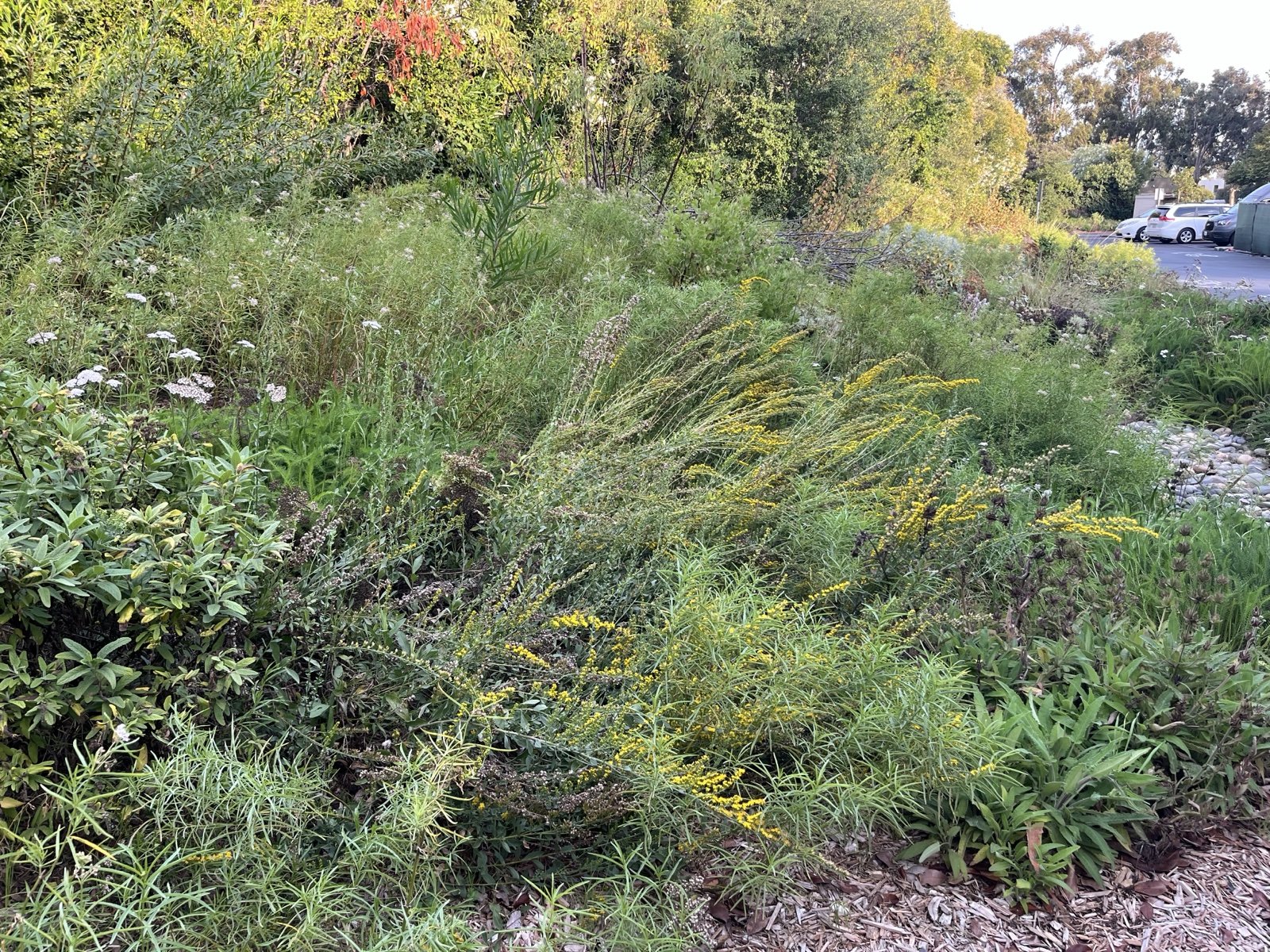A dense, thriving native plant restoration bed of California buckwheat, goldenrod, and yarrow along a corporate campus parking lot