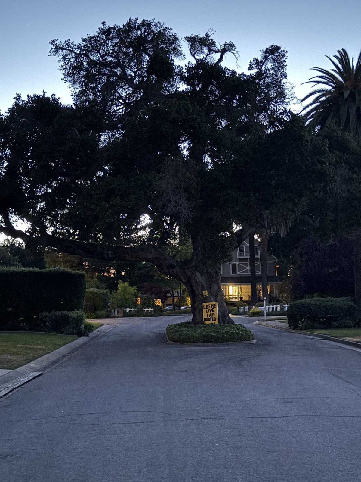 A large live oak standing in the middle of a Los Altos residential street at dusk, a hand-lettered yellow sign reading "LET ME LIVE, I AM ROOTED HERE" tied to its trunk